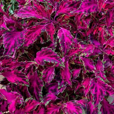 Coleus Party Time Pink Fizz, bright magenta centers, jagged burgundy edges