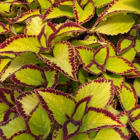 Coleus Stained Glassworks Velvet, yellow-green leaves with burgundy edges