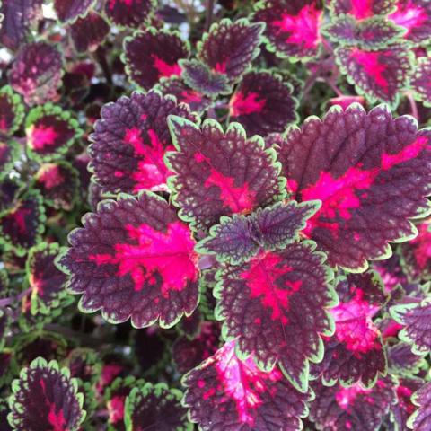 Coleus Trailblazer Road Trip as grown in shade, strong magenta in center