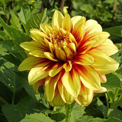 Dahlia Dazzling Sun, double yellow with dark orange gradation near the center