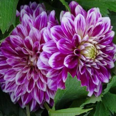Dahlia GoGo Purple-White, double flower with white edged purple petals