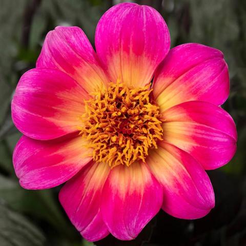 Dahlia Happy Days Fuchsia Halo, single with fuchsia petals, gold at center