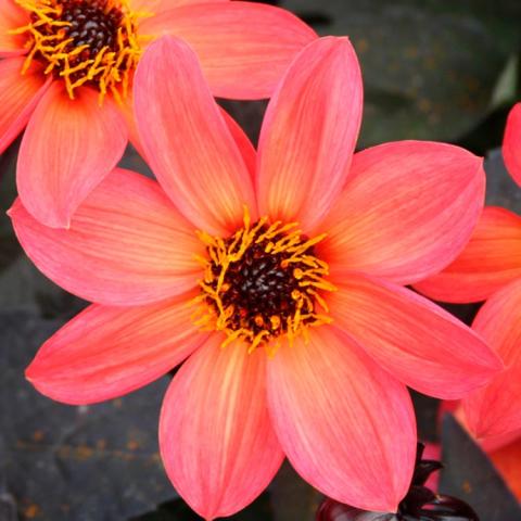 Dahlia Happy Days Neon, bright sunset-colored single flower with dark eye 