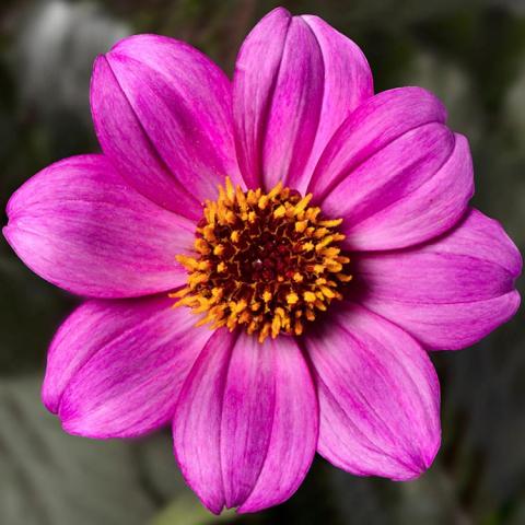 Dahlia Happy Days Purple, magenta-purple single flower