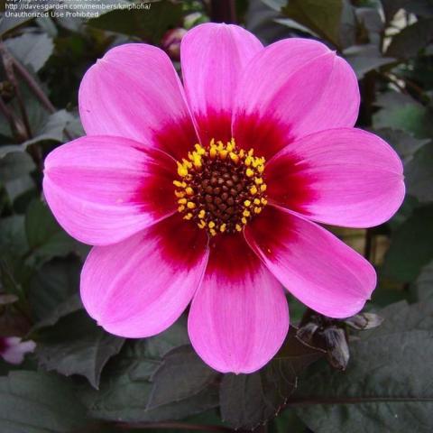Dahlia Happy Single Wink, round-ended petals in bright pink with dark red at the center