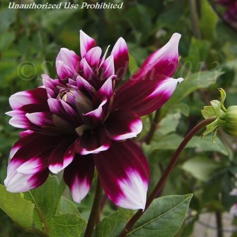 Dahlia Mystery Day, very dark purple magenta with white tips
