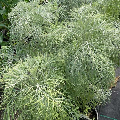 Artemisia Makana Silver, like a silver cloud on the ground