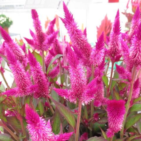 Celosia Kelos Atomic Violet, pointed bottle brush flowers in dark magenta and pink
