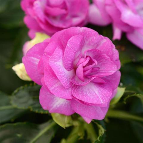 Impatiens Fiesta Stardust Purple, double rose-like flower, magenta with a bit of white