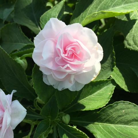 Impatiens Glimmer Appleblossom, very light pink double flower, like a double rose