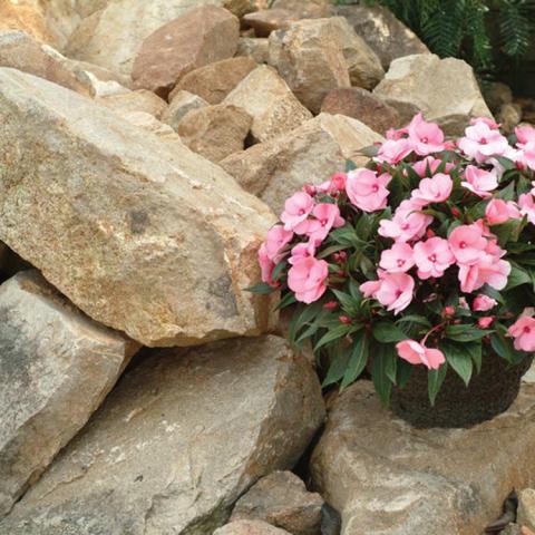 Impatiens Infinity Pink, very dark green leaves and light pink flat flowers