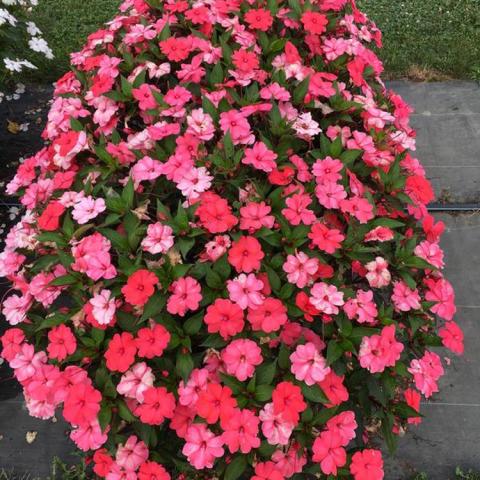 Impatiens Solarscape Salmon Glow, shades of salmon on flat flowers