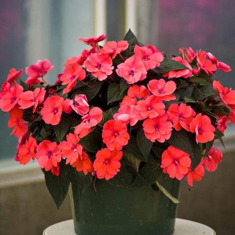 Impatiens Sunpatiens Deep Rose, dark watermelon rose flat flowers, dark green foliage