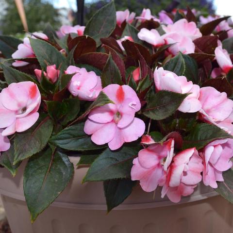 Impatiens Sunpatiens Pink Candy, light pink with darker pink streaks