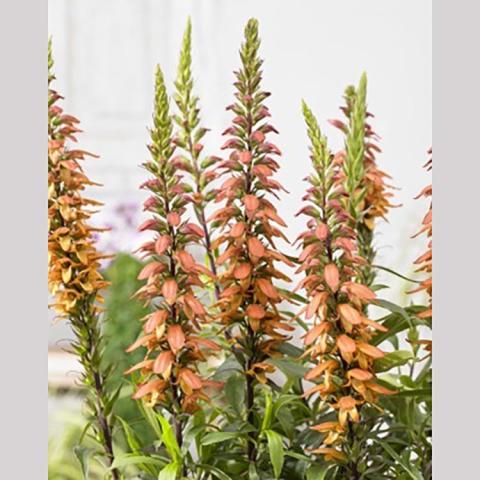 Isoplexis Bella, pale orange foxglove-like flowers on upright stalks