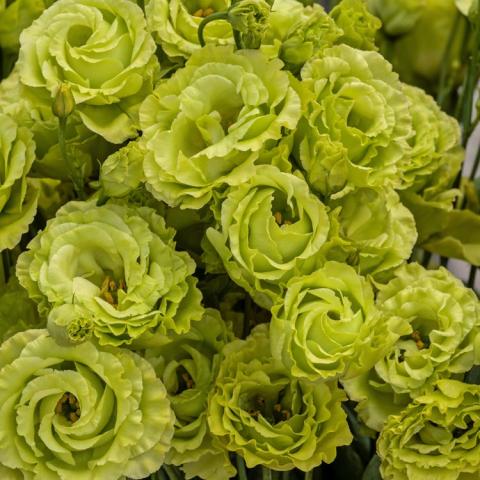 Lisianthus Rosanne 1 Green, yellow-green rose-like flowers