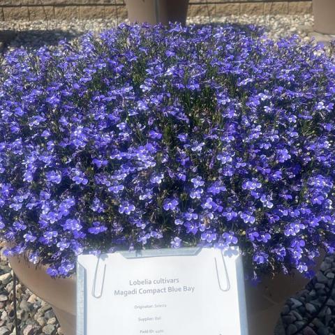 Lobelia Magadi Compact, many small blue flowers with white eyes