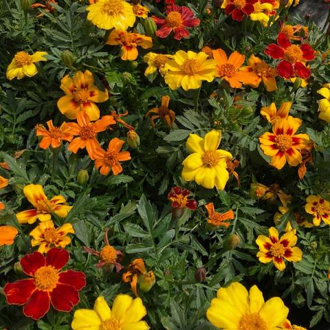 Marigold Disco Mix, single flowers in gold, orange, red and bicolors