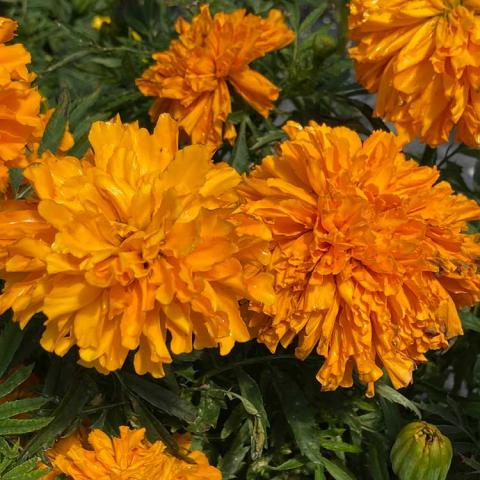 Tagetes Narai Orange