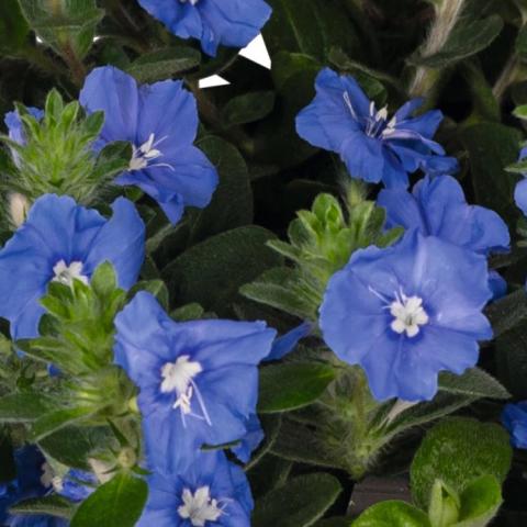 Evolvulus Beach Bum Blue, small blue flowers with white eyes