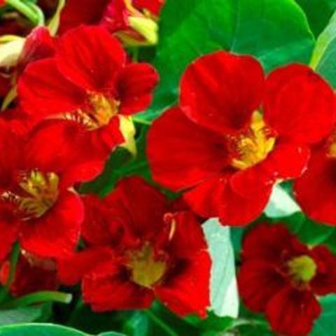 Nasturtium Fiery Festival, red flowers with yellow throats