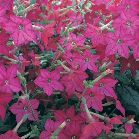 Nicotiana Perfume Deep Rose, dark pink star-shaped flowers with long tubular throats