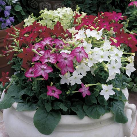 Nicotiana Saratoga Mix, star-shaped flowers in white, red and pink