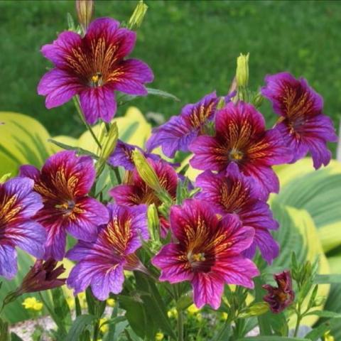 Salpiglossis Royal Purple Bicolor, striated purple flowers with yellow throats