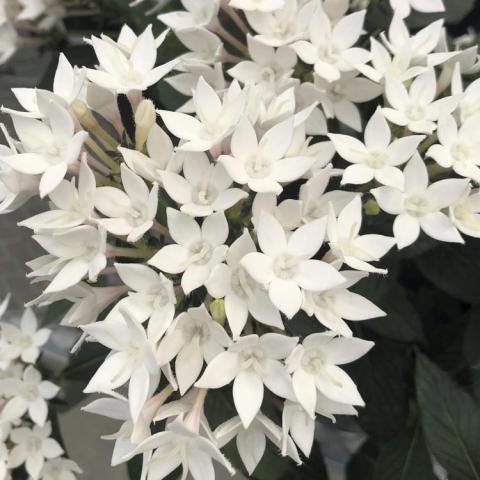 Pentas Starcluster White, many white star-shaped flowers
