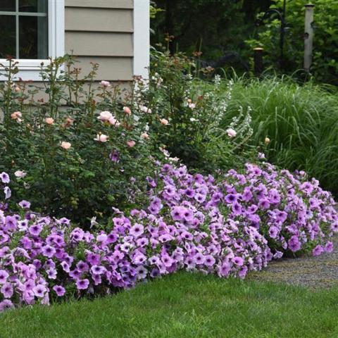 Petunia Easy Wave Plum Vein, masses of lavender flowers with dark eyes along the edge of a lawn