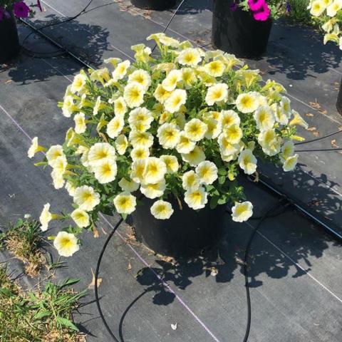 Petunia Easy Wave Yellow, light yellow flowers with darker yellow eye