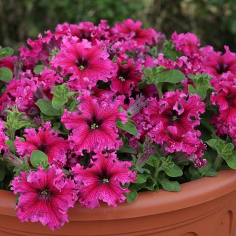 Petunia Espresso Frappe Rose, dark pink petunias with frilly edges