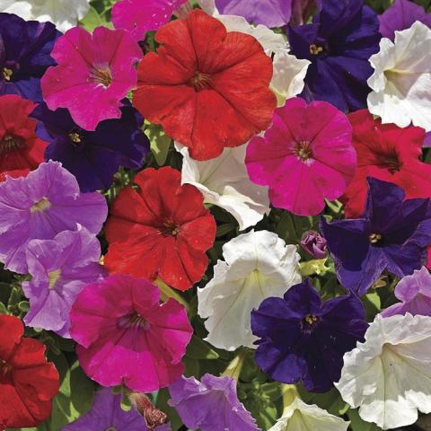 Petunia Picobella Mix, white, red, pink, lavender, dark purple flowers