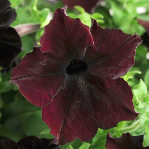 Petunia Sophistica Blackberry, almost black velvety flower