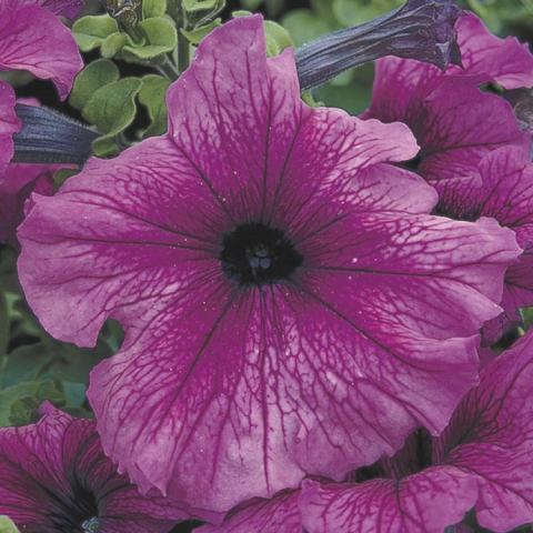 Petunia Tritunia Plum, two-tone light and medium purple floppy flower