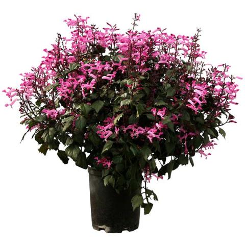 Plectranthus Velvet Starlet, pink tubular flowers over dark green foliage