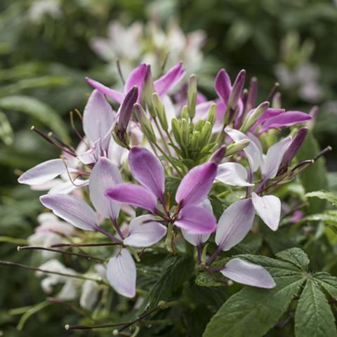 Cleome Clementine Blush, spiky white to pink pointy-petaled flowers