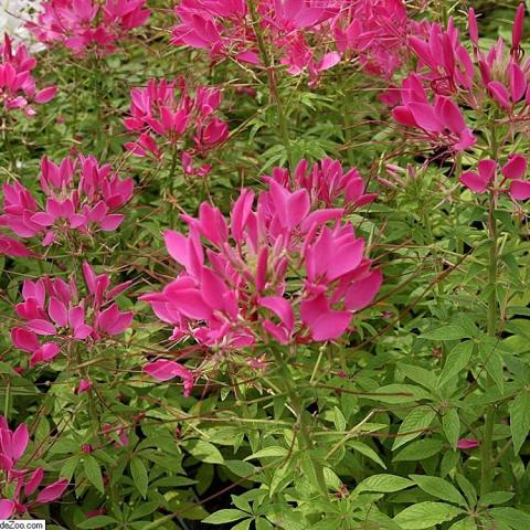 Cleome Sparkler Rose, spiky dark pink pointy-petaled flowers