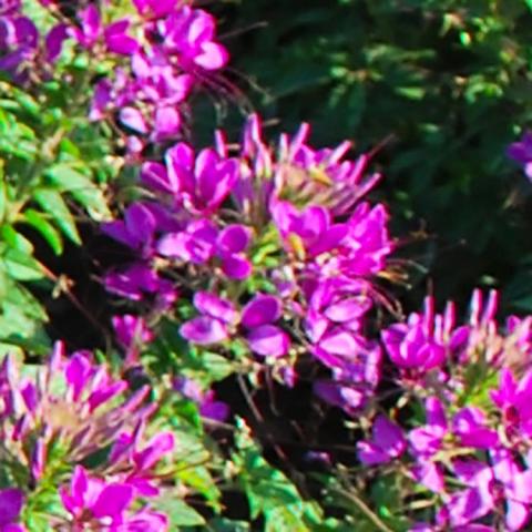 Cleome Sparkler Violet, spiky magenta violet flowers with pointed petals