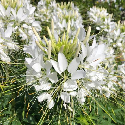 Cleome Sparkler White, spiky white flowers with pointed petals