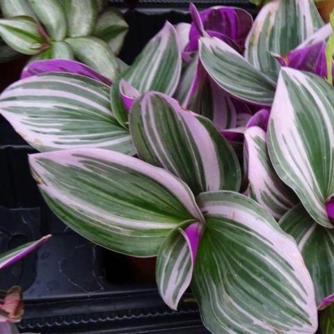 Tradescantia Nanouk, pointed oval leaves striped in green, white and magenta