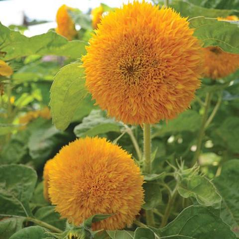 Helianthus Teddy Bear, gold pompom flowers