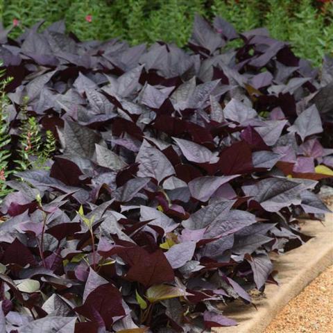 Ipomoea SolarPower Black Heart, many purple-black shiny leaves