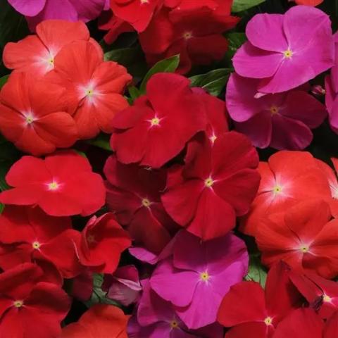 Catharanthus Pacifica Mix, flat-faced flowers in red, violet and orange