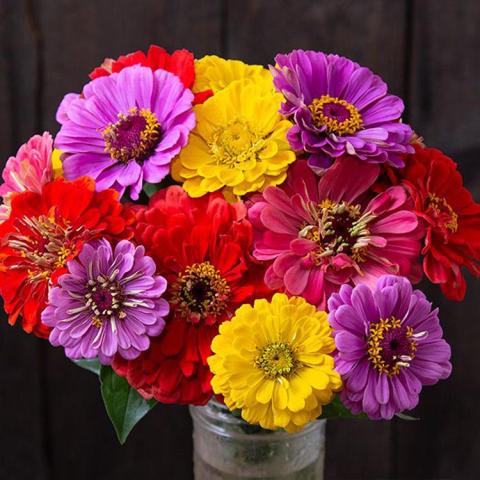 County Fair zinnia blend, double zinnias in purple, red, orange, yellow