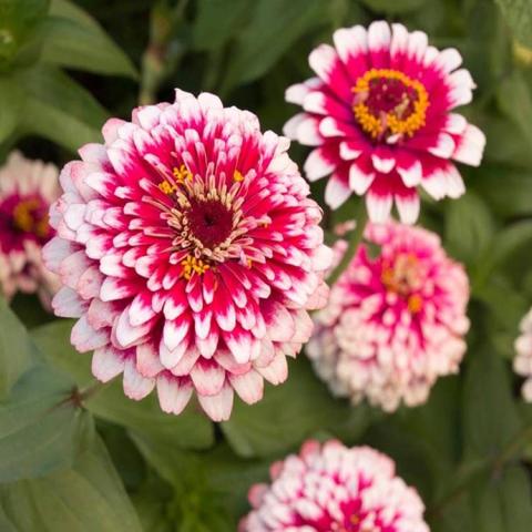 Zinnia Hidden Dragon, very double flowers with dark pink petals, ends in white