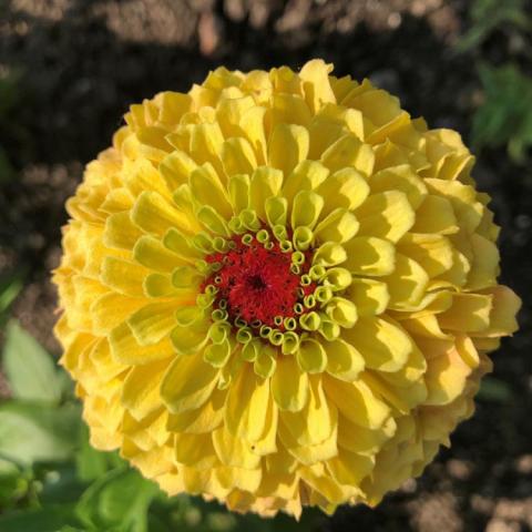 Zinnia Queeny Lemon Peach, very double with cupped yellow to slightly peach petals