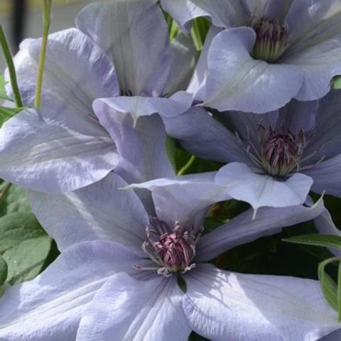 Clematis Bernadine, very light lavender single flowers with gold centers