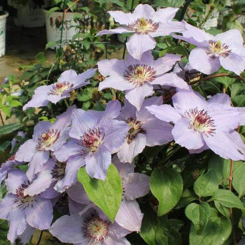 Clematis Still Waters, very light lavender single flowers, open and flat