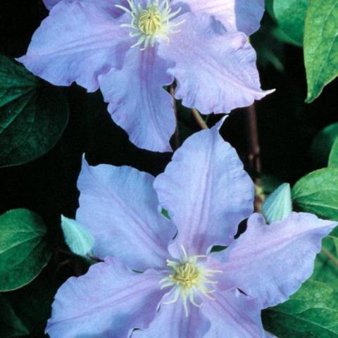 Clematis Will Goodwin, pink-lavender single flowers with ruffled edges